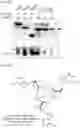 Fig. 37 - CGAS/DNCV-LIKE NUCLEOTIDYLTRANSFERASES AND USES THEREOF