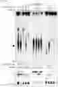 Fig. 41 - CGAS/DNCV-LIKE NUCLEOTIDYLTRANSFERASES AND USES THEREOF