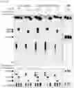 Fig. 42 - CGAS/DNCV-LIKE NUCLEOTIDYLTRANSFERASES AND USES THEREOF