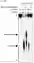Fig. 43 - CGAS/DNCV-LIKE NUCLEOTIDYLTRANSFERASES AND USES THEREOF
