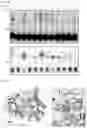 Fig. 47 - CGAS/DNCV-LIKE NUCLEOTIDYLTRANSFERASES AND USES THEREOF