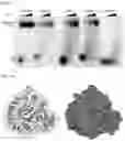 Fig. 48 - CGAS/DNCV-LIKE NUCLEOTIDYLTRANSFERASES AND USES THEREOF