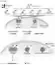 Fig. 51 - CGAS/DNCV-LIKE NUCLEOTIDYLTRANSFERASES AND USES THEREOF