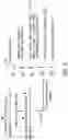 Fig. 05 - POLYMERASE ENZYME FROM PYROCOCCUS FURIOSUS