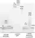 Fig. 01 - Modified terminal deoxynucleotidyl transferase (TdT) enzymes