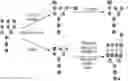 Fig. 01 - Modified recombinant lysosomal alpha-galactosidase A and aspartylglucoaminidase having low mannose-6-phosphate and high sialic acid