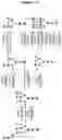 Fig. 11 - Modified recombinant lysosomal alpha-galactosidase A and aspartylglucoaminidase having low mannose-6-phosphate and high sialic acid