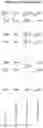 Fig. 20 - Modified recombinant lysosomal alpha-galactosidase A and aspartylglucoaminidase having low mannose-6-phosphate and high sialic acid