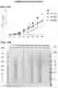 Fig. 40 - Modified recombinant lysosomal alpha-galactosidase A and aspartylglucoaminidase having low mannose-6-phosphate and high sialic acid