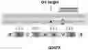 Fig. 01 - COMPOSITIONS AND METHODS FOR TREATING GLYCOGEN STORAGE DISEASE TYPE 1A