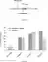 Fig. 15 - COMPOSITIONS AND METHODS FOR TREATING GLYCOGEN STORAGE DISEASE TYPE 1A