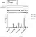Fig. 24 - COMPOSITIONS AND METHODS FOR TREATING GLYCOGEN STORAGE DISEASE TYPE 1A