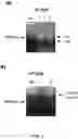 Fig. 04 - Method for recovering two or more genes, or gene products, encoding an immunoreceptor