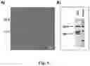 Fig. 06 - Method for recovering two or more genes, or gene products, encoding an immunoreceptor