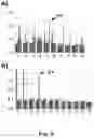 Fig. 09 - Method for recovering two or more genes, or gene products, encoding an immunoreceptor