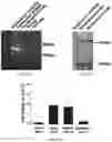 Fig. 08 - METHODS AND MATERIALS FOR ACTIVATING AN INTERNAL RIBOSOME ENTRY SITE IN EXON 5 OF THE DMD GENE