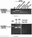 Fig. 10 - METHODS AND MATERIALS FOR ACTIVATING AN INTERNAL RIBOSOME ENTRY SITE IN EXON 5 OF THE DMD GENE