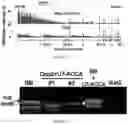 Fig. 11 - METHODS AND MATERIALS FOR ACTIVATING AN INTERNAL RIBOSOME ENTRY SITE IN EXON 5 OF THE DMD GENE
