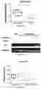 Fig. 14 - METHODS AND MATERIALS FOR ACTIVATING AN INTERNAL RIBOSOME ENTRY SITE IN EXON 5 OF THE DMD GENE