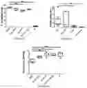 Fig. 15 - METHODS AND MATERIALS FOR ACTIVATING AN INTERNAL RIBOSOME ENTRY SITE IN EXON 5 OF THE DMD GENE