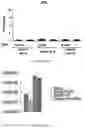 Fig. 26 - METHODS AND MATERIALS FOR ACTIVATING AN INTERNAL RIBOSOME ENTRY SITE IN EXON 5 OF THE DMD GENE