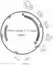 Fig. 38 - METHODS AND MATERIALS FOR ACTIVATING AN INTERNAL RIBOSOME ENTRY SITE IN EXON 5 OF THE DMD GENE