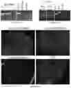 Fig. 52 - METHODS AND MATERIALS FOR ACTIVATING AN INTERNAL RIBOSOME ENTRY SITE IN EXON 5 OF THE DMD GENE