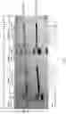 Fig. 02 - P-ethoxy nucleic acids for STAT3 inhibition