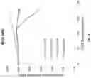 Fig. 05 - P-ethoxy nucleic acids for STAT3 inhibition