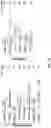 Fig. 09 - Methods of modulating RNA translation