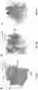 Fig. 32 - Methods of modulating RNA translation
