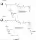 Fig. 04 - Functionally-Modified Oligonucleotides And Subunits Thereof