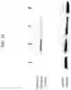 Fig. 20 - Compositions and methods for treating COVID-19