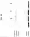 Fig. 35 - Compositions and methods for treating COVID-19