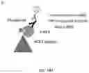 Fig. 77 - Compositions and methods for treating COVID-19