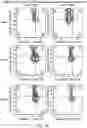 Fig. 43 - Safe harbor loci