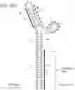 Fig. 36 - MODULATION OF REP PROTEIN ACTIVITY IN CLOSED-ENDED DNA (CEDNA) PRODUCTION