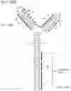 Fig. 44 - MODULATION OF REP PROTEIN ACTIVITY IN CLOSED-ENDED DNA (CEDNA) PRODUCTION