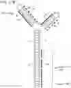 Fig. 46 - MODULATION OF REP PROTEIN ACTIVITY IN CLOSED-ENDED DNA (CEDNA) PRODUCTION