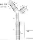 Fig. 48 - MODULATION OF REP PROTEIN ACTIVITY IN CLOSED-ENDED DNA (CEDNA) PRODUCTION