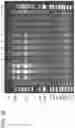 Fig. 59 - MODULATION OF REP PROTEIN ACTIVITY IN CLOSED-ENDED DNA (CEDNA) PRODUCTION