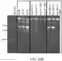 Fig. 64 - MODULATION OF REP PROTEIN ACTIVITY IN CLOSED-ENDED DNA (CEDNA) PRODUCTION