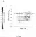 Fig. 48 - Methods for Altering Polypeptide Expression