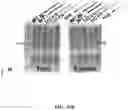 Fig. 65 - Methods for Altering Polypeptide Expression