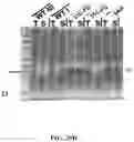 Fig. 67 - Methods for Altering Polypeptide Expression