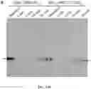 Fig. 82 - Methods for Altering Polypeptide Expression