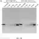 Fig. 84 - Methods for Altering Polypeptide Expression