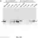Fig. 85 - Methods for Altering Polypeptide Expression