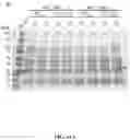 Fig. 95 - Methods for Altering Polypeptide Expression