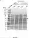 Fig. 97 - Methods for Altering Polypeptide Expression